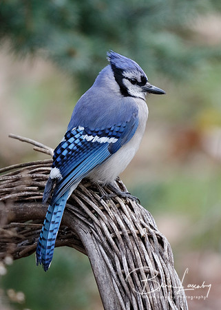 Blue Jay perched on a wicker chair