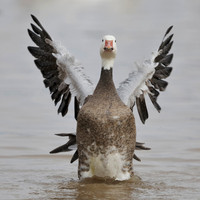 Snow Goose, dark morph, flapping its wings to dry them