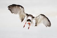 Black Skimmer (Rynchops niger)