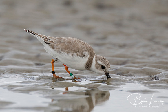 Piping Plover foraging on a beach in winter