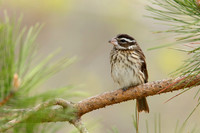 Female Rose-breasted Grosbeak Perched on a Pine Branch