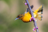 Female Baltimore Oriole (Icterus galbula) - Grand Bend