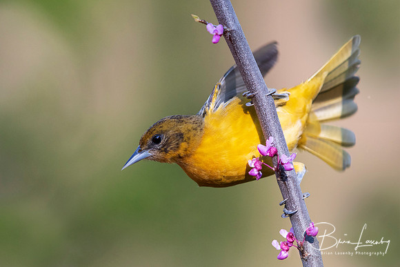 Female Baltimore Oriole (Icterus galbula) - Grand Bend