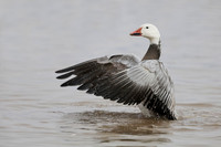 Snow Goose, dark morph, flapping its wings to dry them