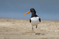 American Oystercatcher on a Texas Beach
