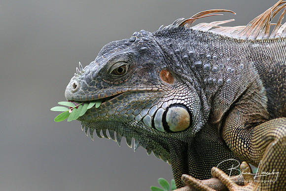 Iguana - Roatan