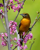 Female Baltimore Oriole (Icterus galbula) - Grand Bend