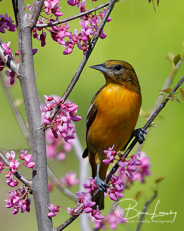 Female Baltimore Oriole (Icterus galbula) - Grand Bend