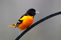 Male Baltimore Oriole (Icterus galbula) - Grand Bend, ON