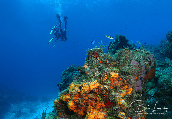 Palancar Reef - Cozumel