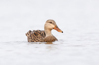 Mallard swimming in a lagoon - Pinellas County, Florida