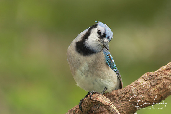 Blue Jay