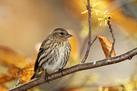 Pine Siskin