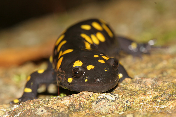 Yellow-spotted Salamander