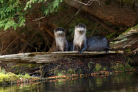 North American River Otters on a Log
