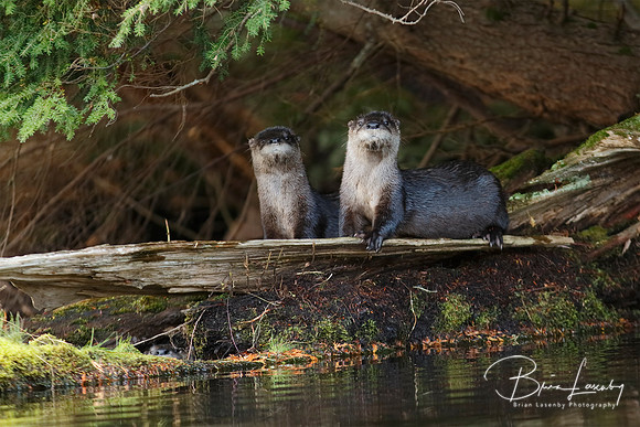 North American River Otters on a Log