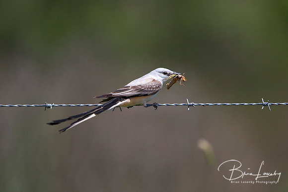 Male Scissor-tailed Flycatcher Eating a Locust
