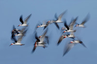 Black Skimmers (Rynchops niger)