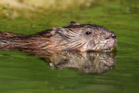 Muskrat Swimming - Closeup