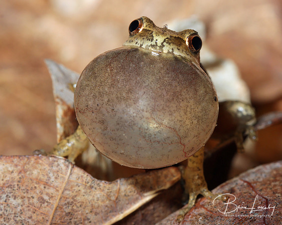 Spring Peeper