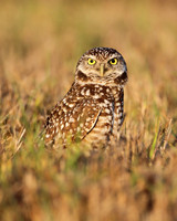 Burrowing Owl