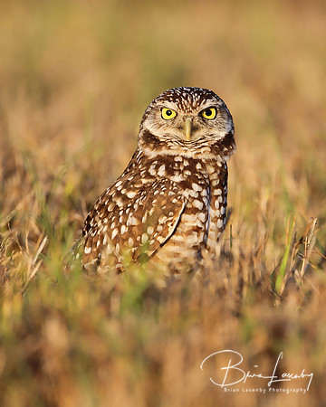 Burrowing Owl