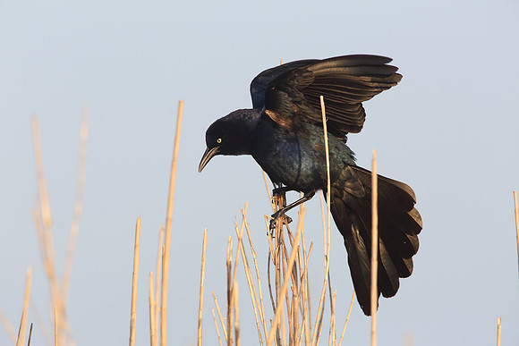Great-tailed Grackle - Texas