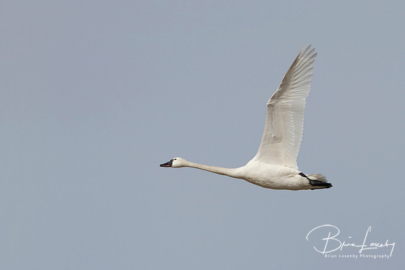 Tundra Swan - Ontario, Canada