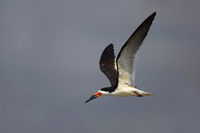 Black Skimmer in Flight