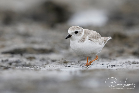 Piping Plover foraging on a barrier island beach - Jekyll Island
