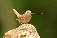 House Wren