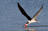 Black Skimmer (Rynchops niger)