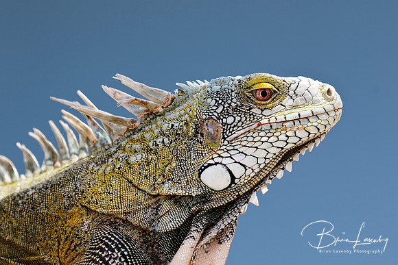 Closeup of a Green Iguana