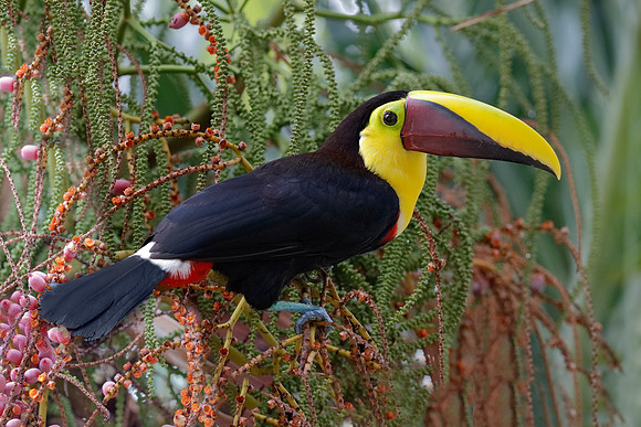 Chestnut-mandibled Toucan - Panama