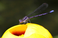 Violet Dancer on a Yellow Pond Lily
