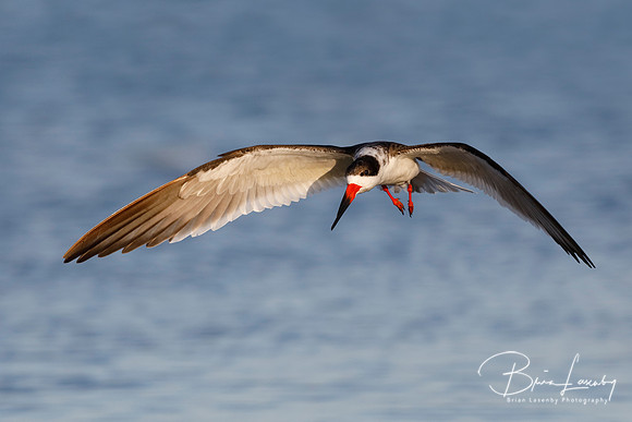 Black Skimmer (Rynchops niger)