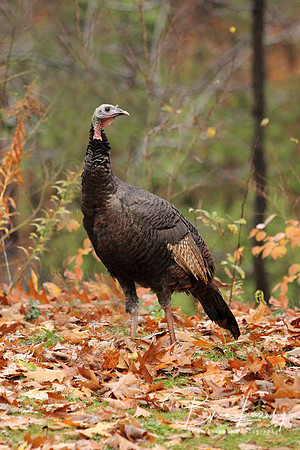 Wild Turkey in Autumn