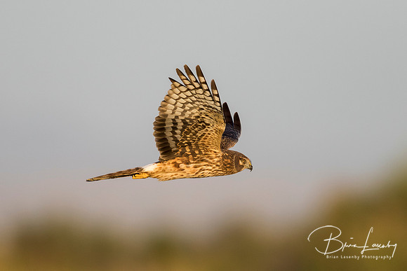 Northern Harrier in flight - Salton Sea, California