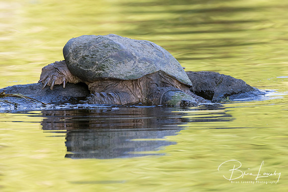 Common Snapping Turtle slipping into the water - Ontario, Canada