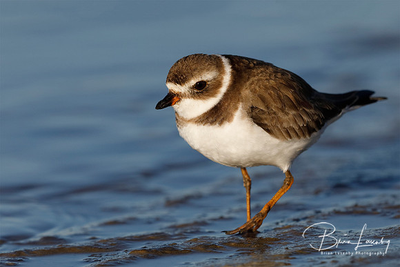 Semipalamated Plover - Florida