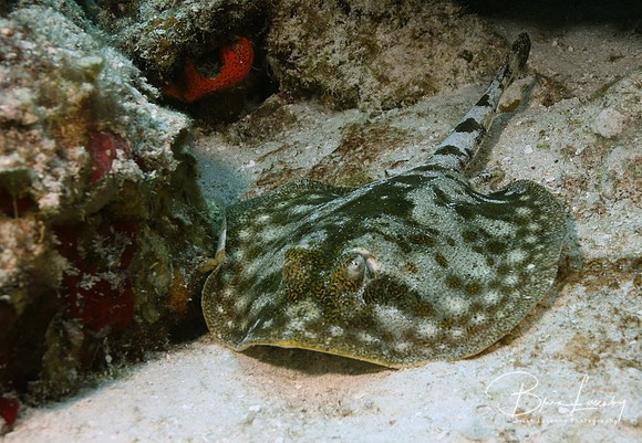 Yellow Stringray - Cozumel