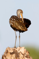 Limpkin preening its feathers on a palm stump - St. Petersburg,
