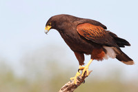 Harris's Hawk (Parabuteo unicinctus) - Texas