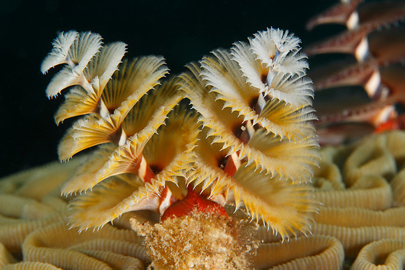 Christmas Tree Worm