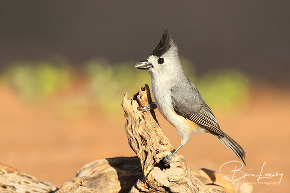 Black-crested Titmouse - Texas