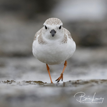 Piping Plover foraging on a barrier island beach - Jekyll Island