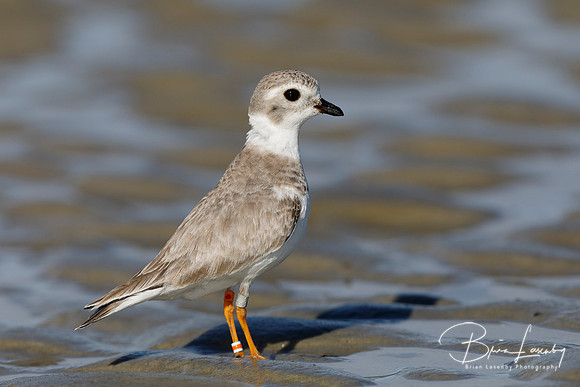 Endangered Great Lakes Piping Plover in winter - Jekyll Island,