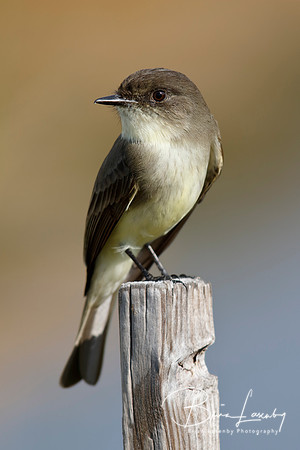 Eastern Phoebe perched on a wooden post - Florida