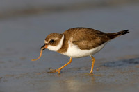 Semipalmated Plover - FL