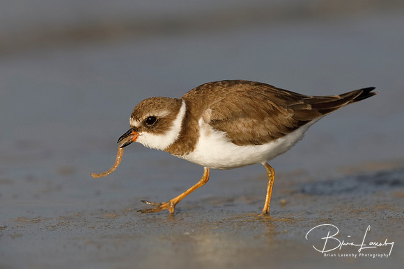 Semipalmated Plover - FL